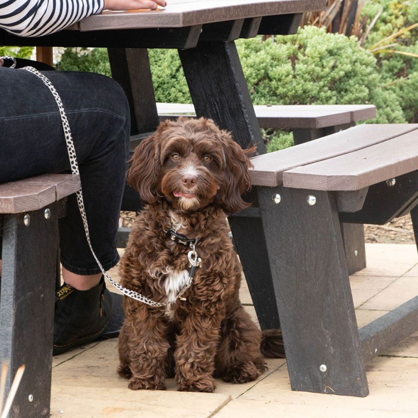 Your local dog friendly pub in South Normanton